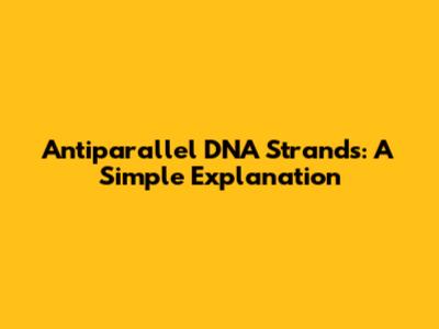 Antiparallel DNA Strands: A Simple Explanation