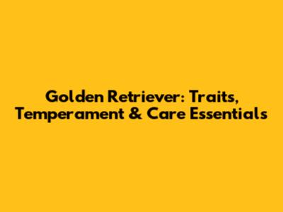 Golden Retriever: Traits, Temperament & Care Essentials