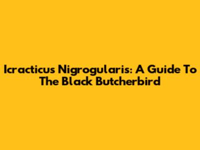 Icracticus Nigrogularis: A Guide To The Black Butcherbird