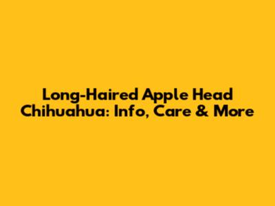 Long-Haired Apple Head Chihuahua: Info, Care & More