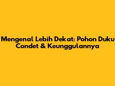 Mengenal Lebih Dekat: Pohon Duku Condet & Keunggulannya