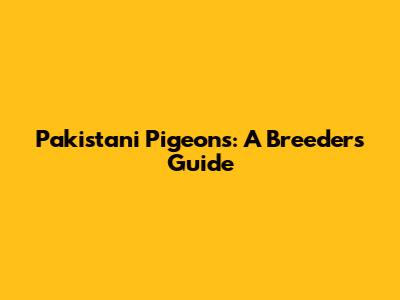 Pakistani Pigeons: A Breeder's Guide