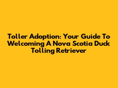 Toller Adoption: Your Guide To Welcoming A Nova Scotia Duck Tolling Retriever
